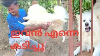 ഒരു രക്ഷയും ഇല്ല കടിയോട് കടി... spitz dog attack.. @Leash talks
