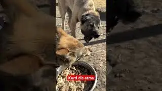 Kurd dis atma #kurt #animals #kangal #dogs #aslan #lion #dogshorts #cats