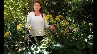 Get It Growing: Ligularia plants keep landscapes green during winter