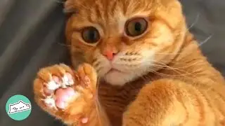 Ginger Cat Has Thumbs That Will Cure the World with Cuteness | Cuddle Cat