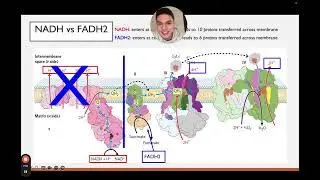 Oxidative Phosphorylation, Photosynthesis/Calvin Cycle, Gluconeogenesis Review