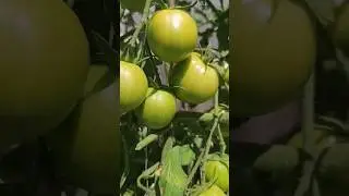 Ripening Tomatoes! #gardening #gardeningvideos #garden #tomato #shorts