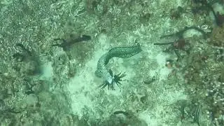 Diving in St. Lucia