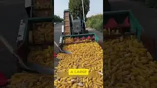 Effective Maize Processing Machine... #foodsecurity #food #productivity #agriculture
