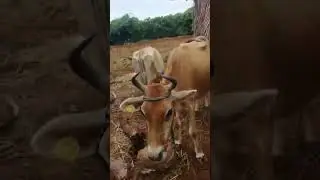 #vivasayam #cow #milk #viilagelife #agriculture  #villagevlog  #farmer #village #shortsfeed