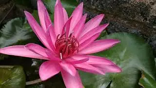 Best Night bloomer