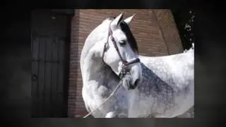 SPANISH HORSE FOR SALE - YEGUADA D IS PRESENTING TOP PRE CHAMPION STALLION