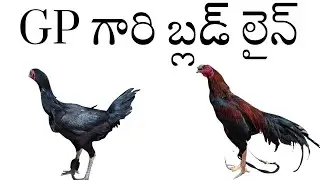 Gp గారి భీమవరం కోళ్లు 98489 99651