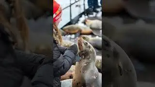 Ocean rescue. #oceanview #animalrescue #mysteriousocean
