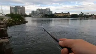 Catching an INSANE amount of fish off the side of the road! Snook, Reds, Snapper and more