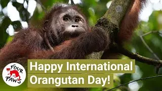 International Orangutan Day