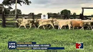 LOTE P20B (FAZ . RECREIO) - 19&ordm; LEIL&Atilde;O VIRTUAL PANTANAL CORTE (ENCERRAMENTO 2025)