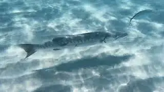 Great Barracuda at Half Moon Cay