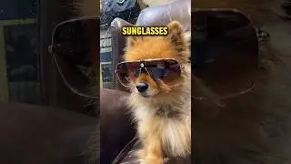 Can dogs wear sunglasses? #sunglasses #funnydog #cutedog #doglover