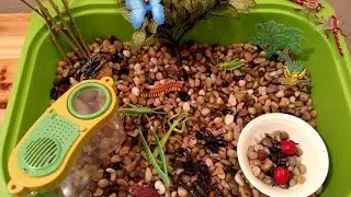 Insect Sensory Tub & Activities Preschool & Kindergarten Safari LTD
