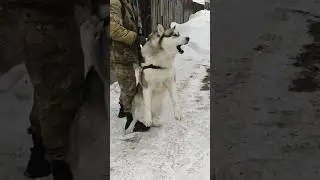 Такой милый когда злится 🤗 #two #husky #dog #love Не понравилась встречная  собака #搞笑