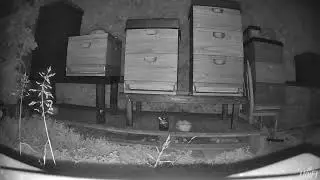 Livestream von Bee-ToAck