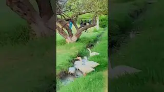 park ka mahol cheak karan #chanabpark #multan #chanabpark #