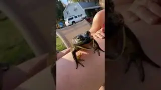 Screaming Frog In Maine