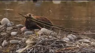 CDFW program would reintroduce beavers to struggling waterways
