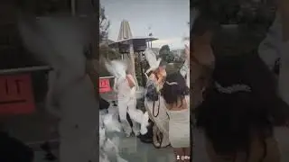 Dove release goes horribly wrong.