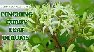 Should you pinch curry leaf blooms?How to Grow and Care for Curry Leaf Plants