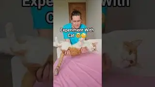 Experiment With Cat 😅🤓 #shorts #gravity #sigma