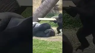Baby Gorilla vs Papa&hellip; Funniest 8 Seconds Today #viralshorts #gorilla #trending