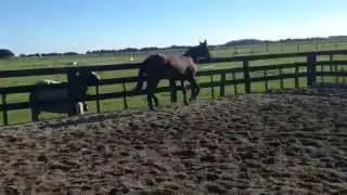 FOR SALE: 2013 Appendix AQHA filly - SC Cool Skippin Royale