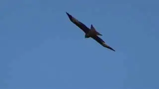 red kite, buzzards, ravens and rooks