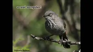 Chestnut-vented Warbler (Titbabbler) singing sweetly