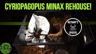 Cyriopagopus Minax Rehouse - Bethany's Spiders