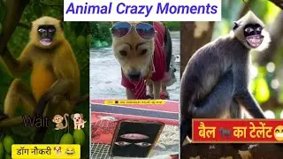 Funny Moments Of Animals🐕🐒😂 Bandar vs dog || #sonuthethar #thetharpuns #funny #comedy #monkey