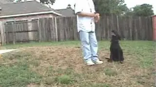North Texas Dog Trainers
