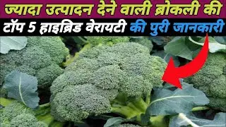 ब्रोकली की टॉप 5 हाइब्रिड किस्में/Broccoli ki top five variety/Best broccoli seeds/Broccoli farming