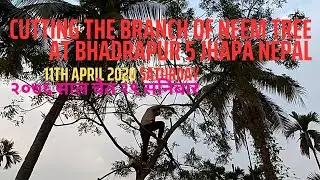 Neem Tree Branch Cutting Video Bhadrapur Jhapa Nepal