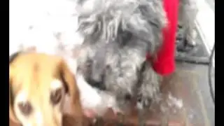 from one dog to another, a story about the love of bacon.