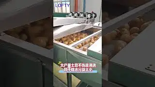 Vegetable Washer---Fruit Washer Machine  #restaurant #vegetable #fruit