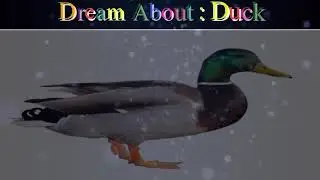 Meaning of the dream in which you see the Duck