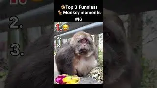 Top 3 funniest monkey moments #monkey #funny #funnymonkey