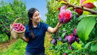 Harvesting Plums &ndash; Exploring the Beauty of Rural Life | Ly Thi Ha Daily Life