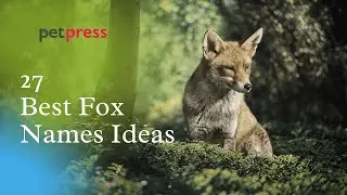 27 Best Fox Name Ideas To Name Your Pet Fox