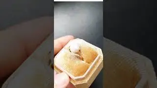 Luxury Natural Pearl Gold Plated Ring _$35 #shorts