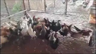 Fresh Chicken in Dubai | 100% Halal, Farm-Fresh & Fast Delivery