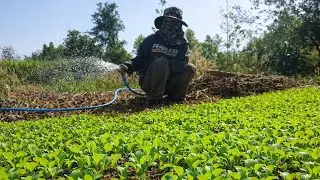 Two young women watering vegetables they grow for cooking, surrounded by rice fields.