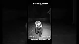 Look what we caught on CCTV #CaughtOnCam #CCTV #NightVision #Skunk #FunnyAnimals #shorts #ViralVideo