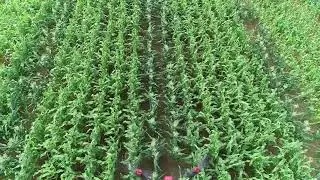 Seed Solutions Drone