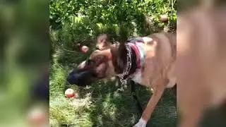 Dog eat apple