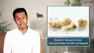 COCKROACH Allergy: Is it common?