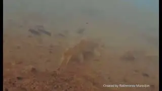 siz ularni ko'rganmisiz